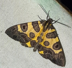 Pantherodes pardalaria