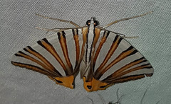 Pityeja histrionaria