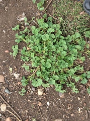 Malva pusilla