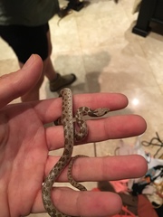 Hypsiglena ochrorhynchus