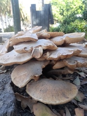 Armillaria mellea