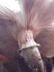 Armillaria mellea