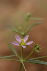 Zygophyllum indicum