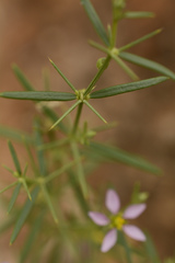 Zygophyllum indicum