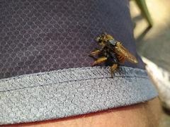 Pogonosoma maroccanum