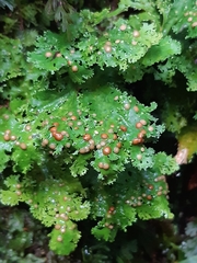 Pseudocyphellaria multifida