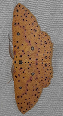 Anisodes prunelliaria