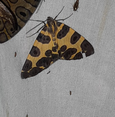 Pantherodes pardalaria