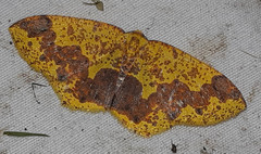 Melinodes fulvitincta