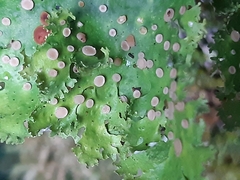 Pseudocyphellaria multifida