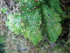 Pseudocyphellaria multifida