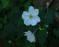 Eriocapitella × hybrida