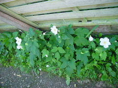 Eriocapitella × hybrida