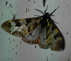 Dysschema leucophaea