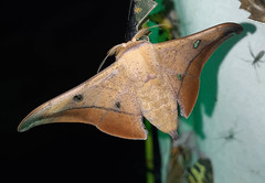 Isoscella ecuadoriana