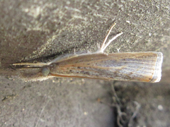 Flavocrambus striatellus