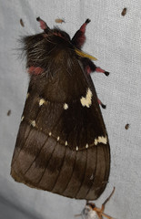 Paradirphia andicola