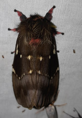 Paradirphia andicola