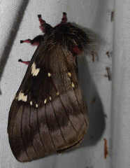 Paradirphia andicola