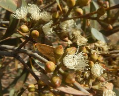 Eucalyptus diversifolia