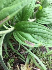 Calycomyza cynoglossi