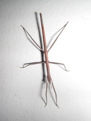 Pachymorpha