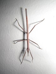 Pachymorpha