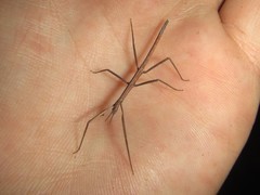 Pachymorpha