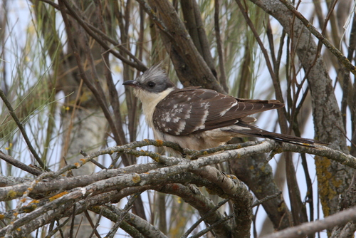 Críalo europeo (Clamator glandarius)
