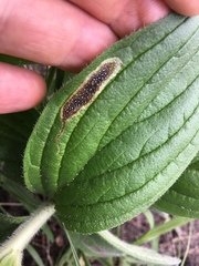 Calycomyza cynoglossi