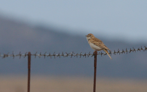 Terrera común (Calandrella brachydactyla)
