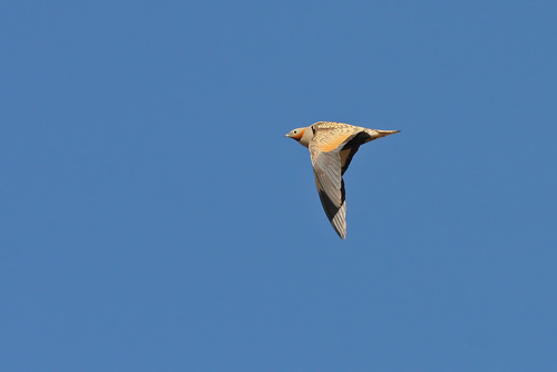 Ganga ortega (Pterocles orientalis)