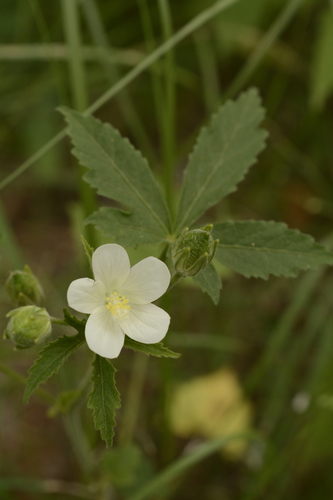 Hibiscus lobatus (Murray) Kuntze