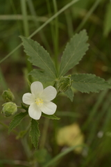 Hibiscus lobatus