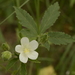 Lobed Leaf Mallow - Photo (c) Siddarth Machado, some rights reserved (CC BY), uploaded by Siddarth Machado