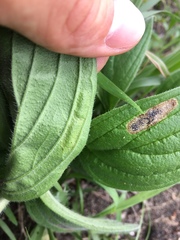 Calycomyza cynoglossi