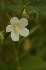 Hibiscus lobatus