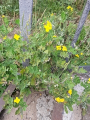 Chelidonium majus