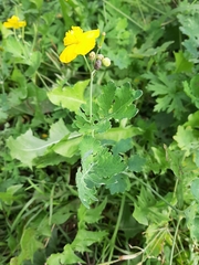 Chelidonium majus