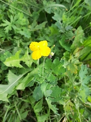 Chelidonium majus