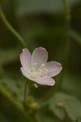 Pavonia zeylanica
