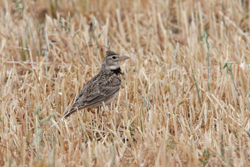 Calandria común (Melanocorypha calandra)
