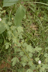 Pavonia zeylanica