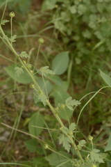 Pavonia zeylanica