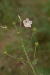 Pavonia zeylanica