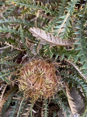 Banksia arctotidis