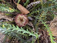 Banksia arctotidis