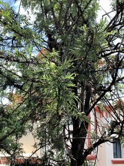 Podocarpus macrophyllus