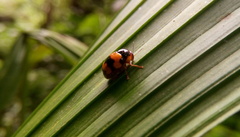 Cryptocephalus formosanus