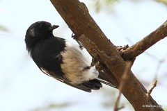 Melaniparus albiventris